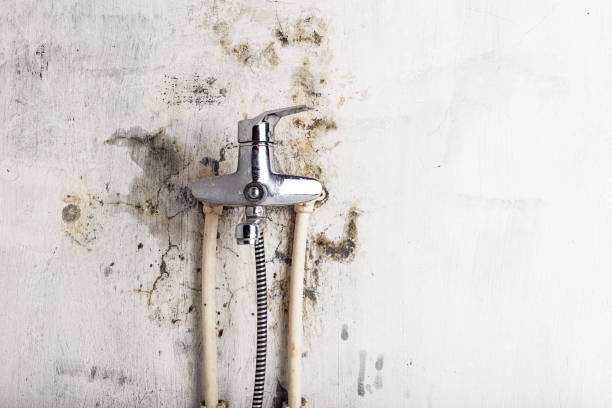 Best Mold Removal Near Me  in Albion, PA