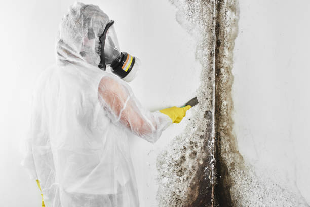 Best Affordable Mold Removal  in Albion, PA
