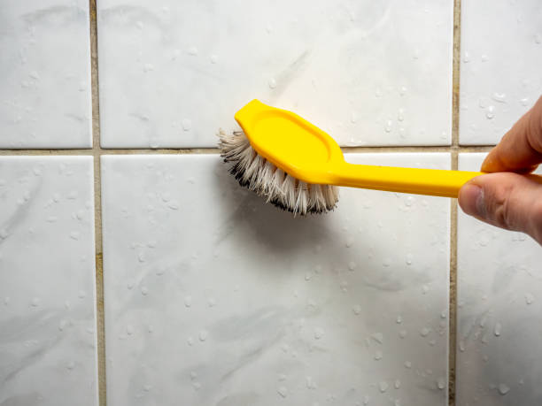 Best Black Mold Removal  in Albion, PA