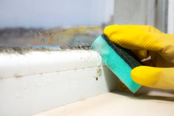 Best Mold Damage Repair  in Albion, PA