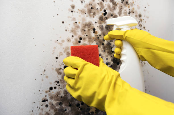 Best Emergency Mold Removal  in Albion, PA