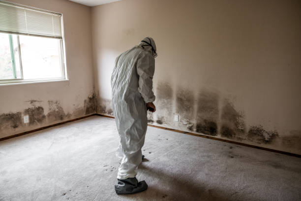 Crawl Space Mold Removal in Albion, PA